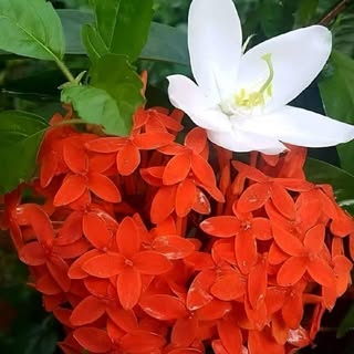 Ipsita